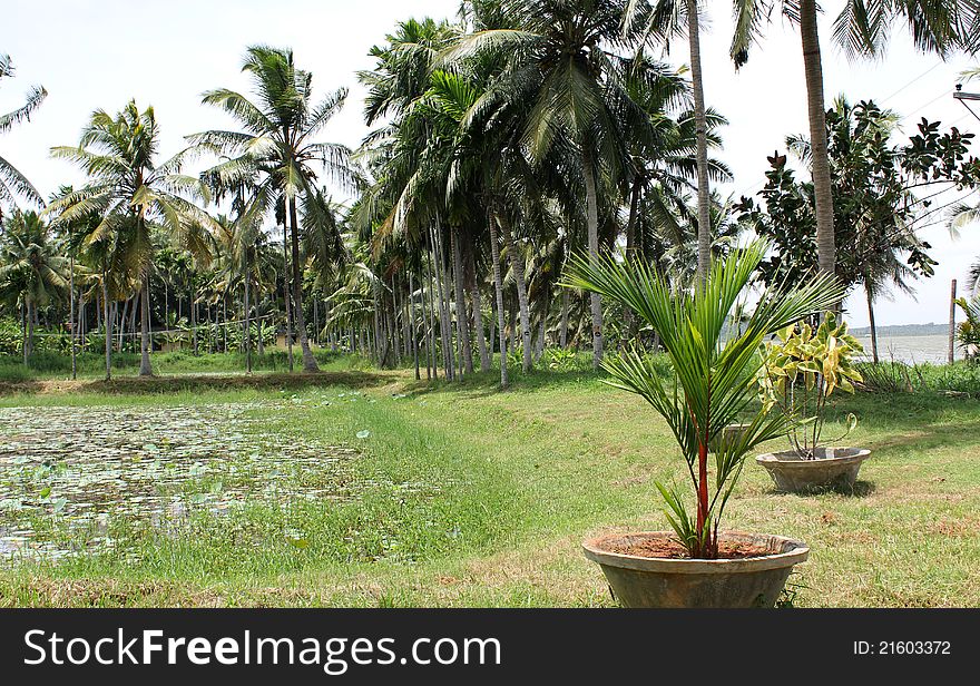 Green farm land with grass, trees and bushes, india