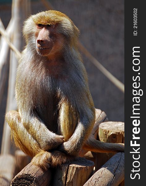 Baboon monkey at Santiago de Chile zoo park