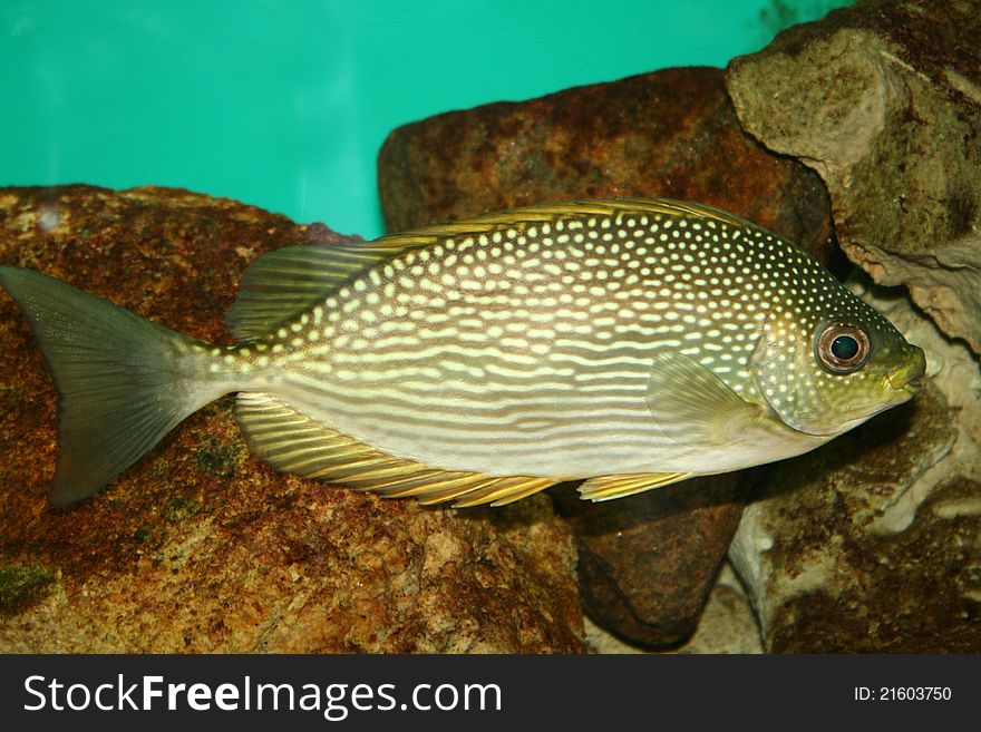 Tropical arabian fish swimming through rocky background in indian aquarium