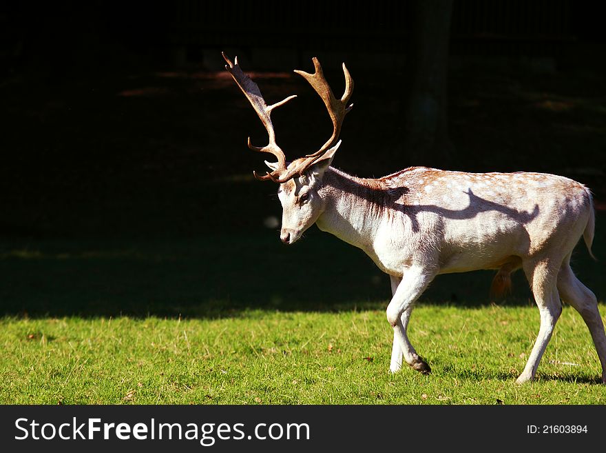 Wild buck of Fallow Deer walking outdoors. Wild buck of Fallow Deer walking outdoors