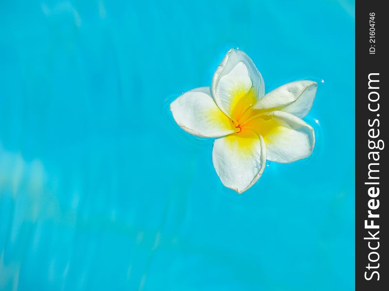 Flower to water blue white an orchid pool. Flower to water blue white an orchid pool