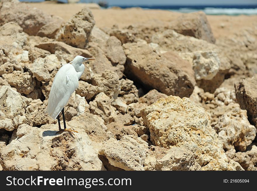 The bird in rocks basks in the sun