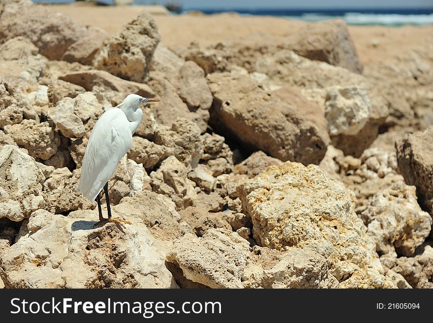 Bird In Rocks