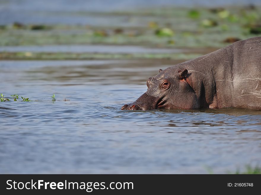 The hippopotamus (Hippopotamus amphibius) or hippo is a large, mostly plant-eating African mammal, one of only two extant species in the family Hippopotamidae (South Africa).