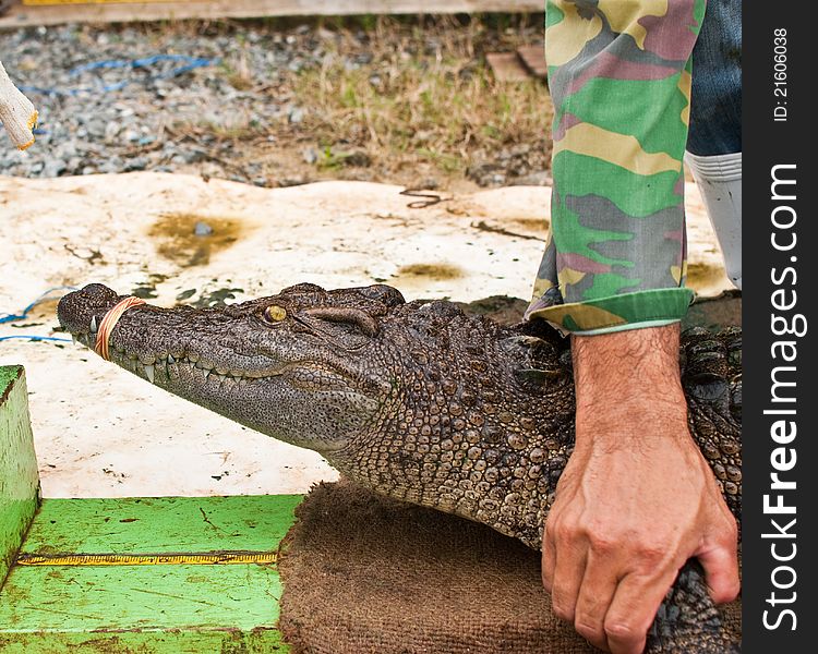 Human catch freshwater crocodile.