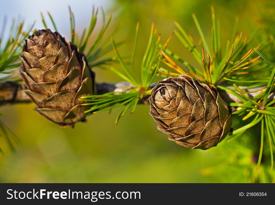 Larch cones on branch with needles