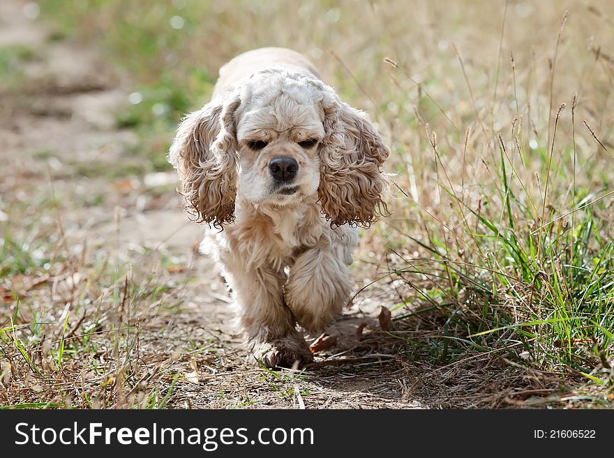 American Cocker Spaniel (1,5 years) on nature background