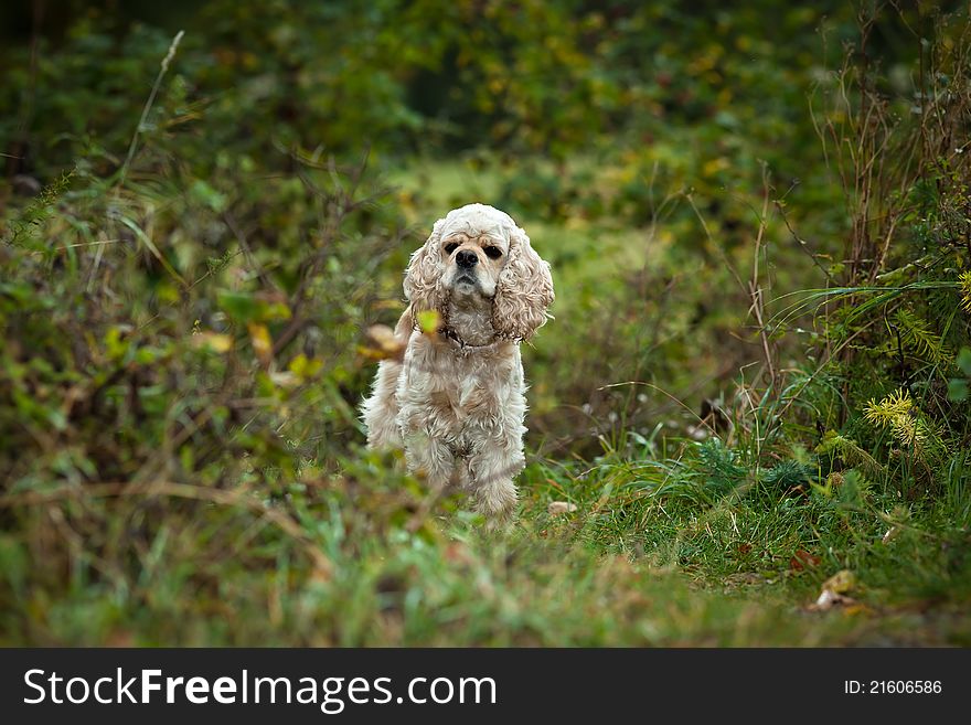 American Cocker Spaniel (1,5 years) on nature background
