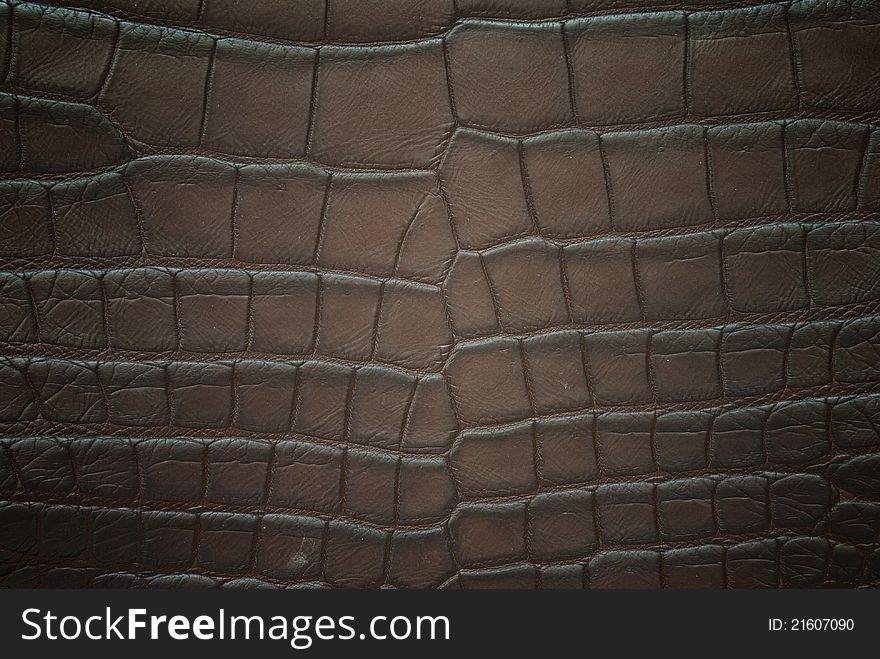 Freshwater crocodile belly skin textureใ