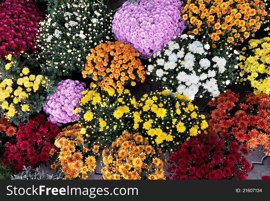 Numerous beautiful chrysanthemum with different colors and shapes. Numerous beautiful chrysanthemum with different colors and shapes