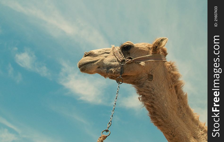 Against the sky a head of a camel. Against the sky a head of a camel