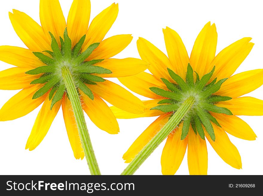 Two Yellow Coneflowers