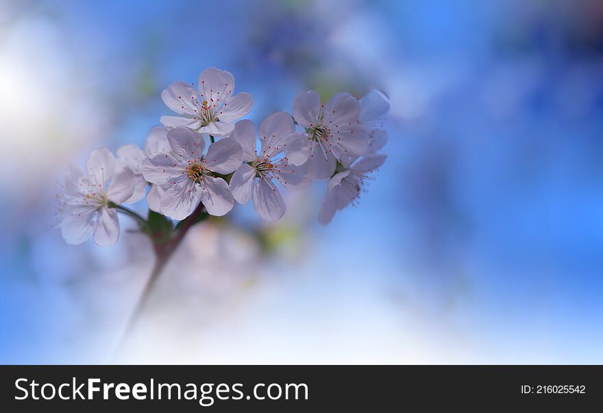 Beautiful Nature Blue Background.Abstract Wallpaper.Celebration.Holidays.Artistic Spring Flowers.Art Design.Cherry Blossom.Sakura