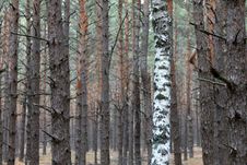 Pine And Birch Royalty Free Stock Photography