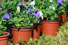 Flowerpots With Petunia In A Row Stock Photo Flowerpots With Petunia In A Row Stock Photo