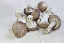 Fresh Mushrooms Royalty Free Stock Image Fresh Mushrooms Royalty Free Stock Image