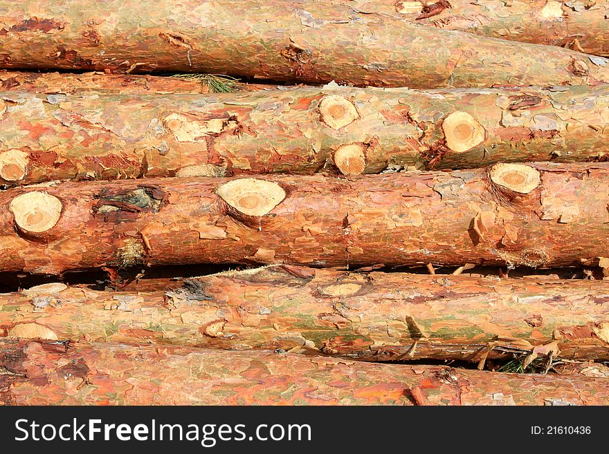 Pine logs, timber industry, logging