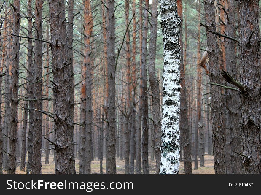 Lone Birch in the dark pine forest, autumn. Lone Birch in the dark pine forest, autumn