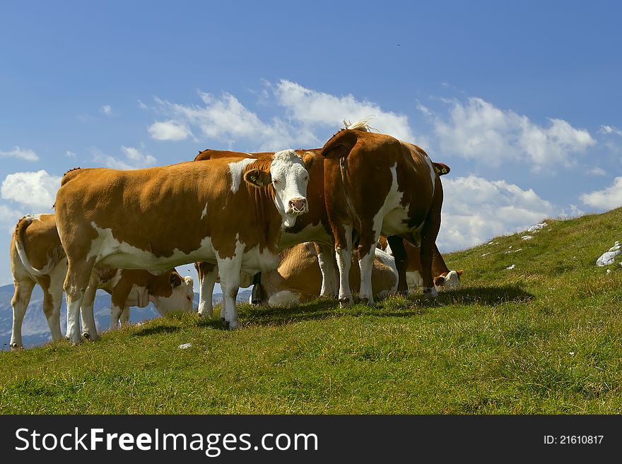The group of cows grazing on mountain meadow