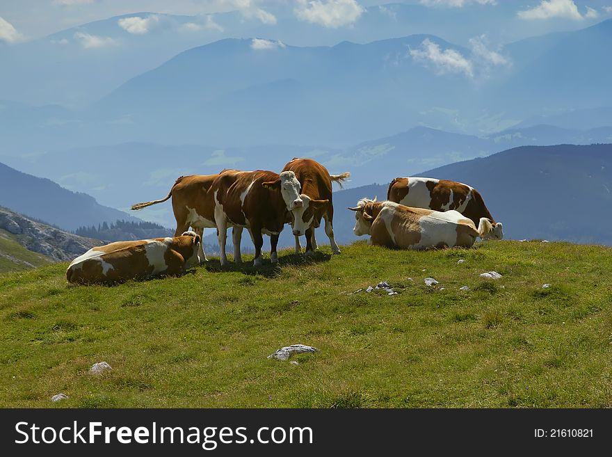 The group of cows (valley in background)