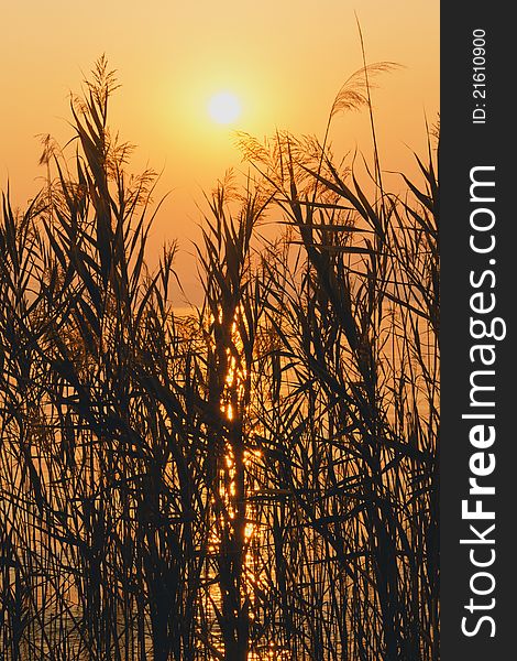 Reed in sunset (Lago di Garda)