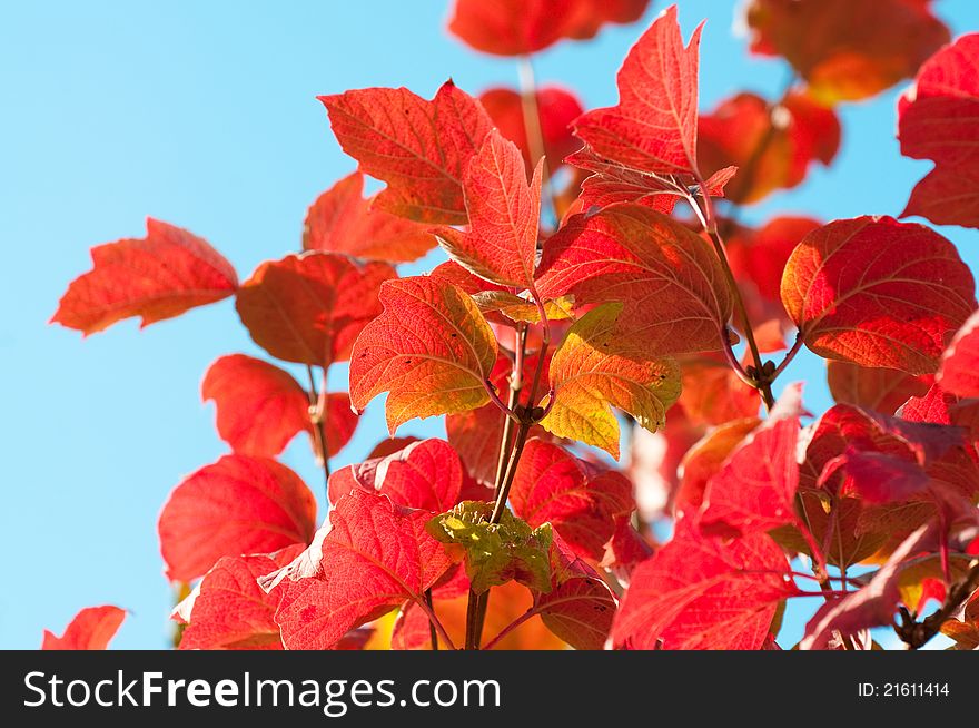 Autumn red Leaves with sun rays