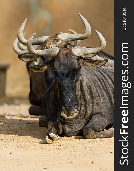 Black-bearded blue wildebeest, placed in several lines, horns details