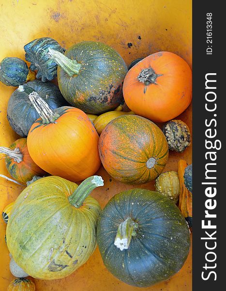 Fall harvest of small orange and green pumpkins and gourds