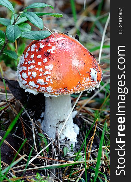 Fly agaric, amanita. Poisonous mushroom