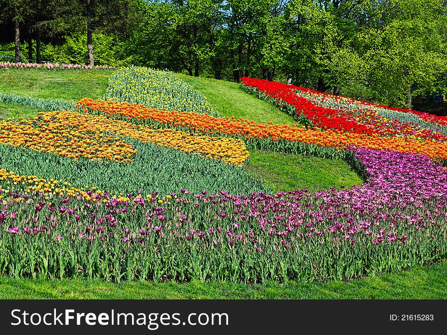 Decorated lawn with multicolored tulips of red yellow and other colors