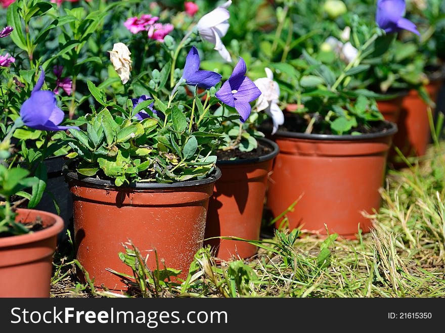 Flower pots with petunia in a row on grass. Flower pots with petunia in a row on grass