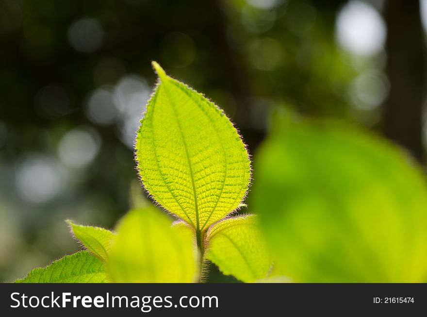 Green leaves in tropical rainforest