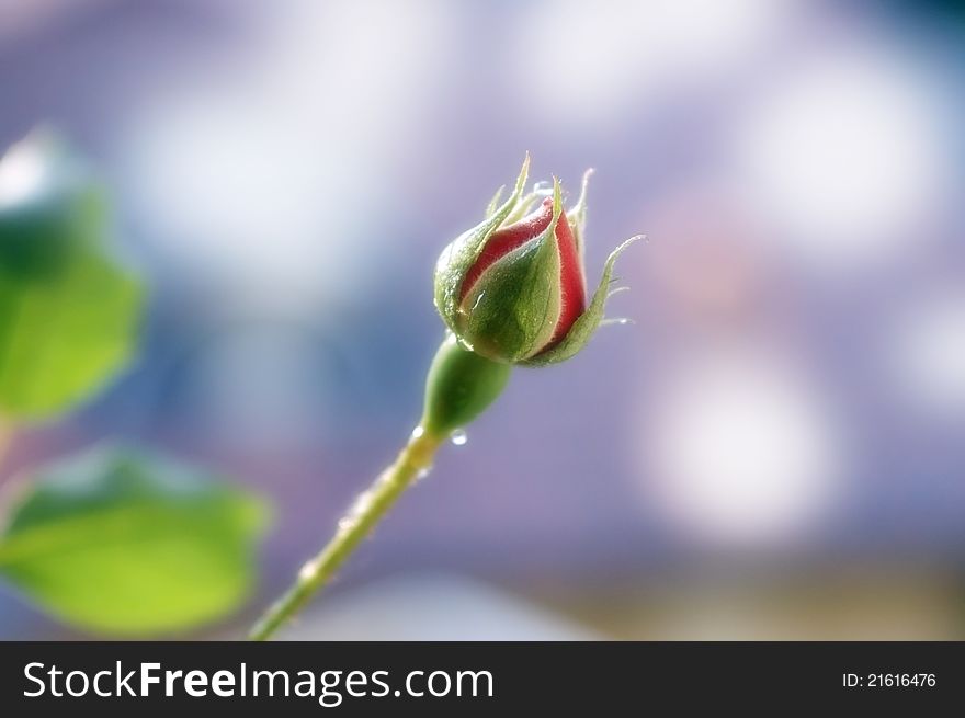 Close up of rosebud on flare background