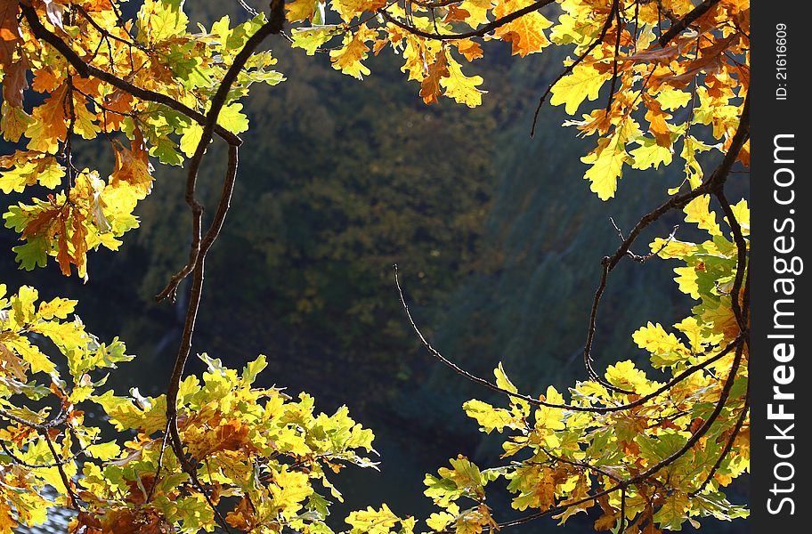 Frame of yellow oak leafs. Frame of yellow oak leafs