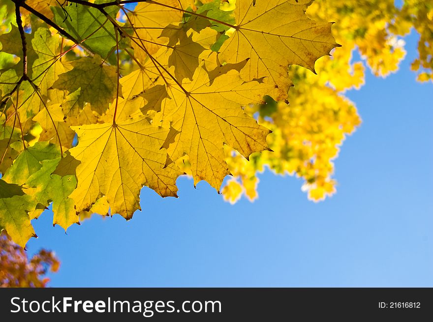 Autumn yellow leaves on blue sky background