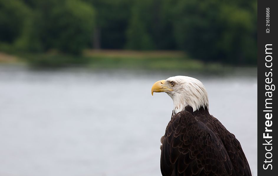 Close up of an adult bald eagle overlooking the river, and trees.