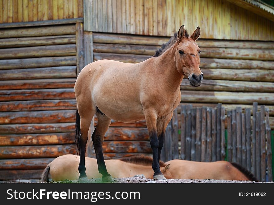 Horse on the wooden barn background. Horse on the wooden barn background