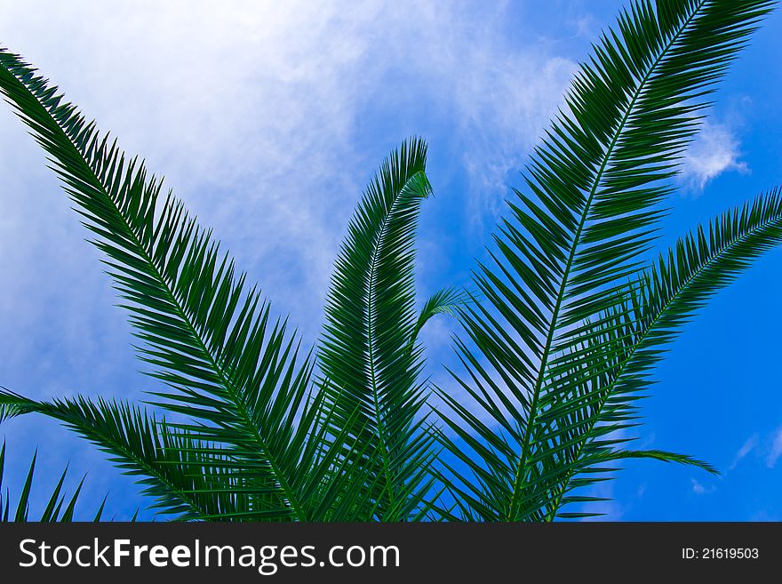 Tropical sheets against the blue sky