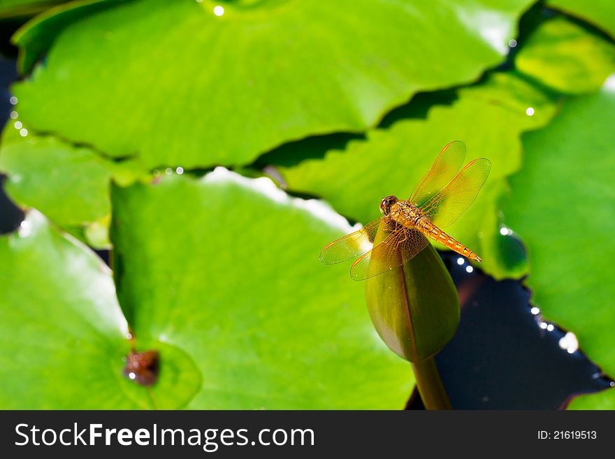 Dragonfly on lotus bud