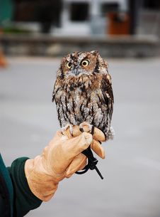 Little Brown Screech Owl Royalty Free Stock Images Little Brown Screech Owl Royalty Free Stock Images