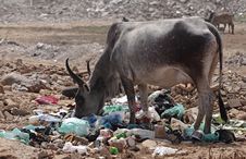 Zebu Feeding With Garbages Royalty Free Stock Image