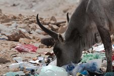 Zebu Feeding With Garbages Royalty Free Stock Photos
