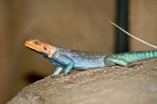 Common Agama Lizard Stock Photo Common Agama Lizard Stock Photo
