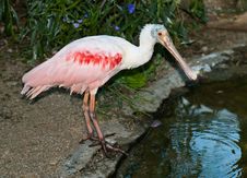 Roseate Spoonbill Royalty Free Stock Photo Roseate Spoonbill Royalty Free Stock Photo