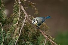 Free Blue Tit Stock Photography - 21629572