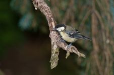 Free Great Tit Stock Photography - 21629582