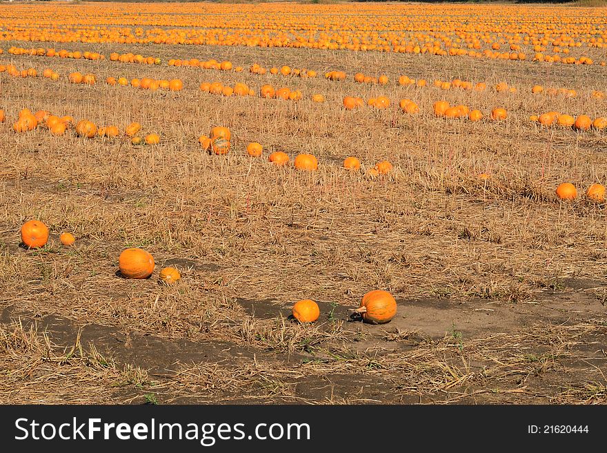 Pumpkins In The Field