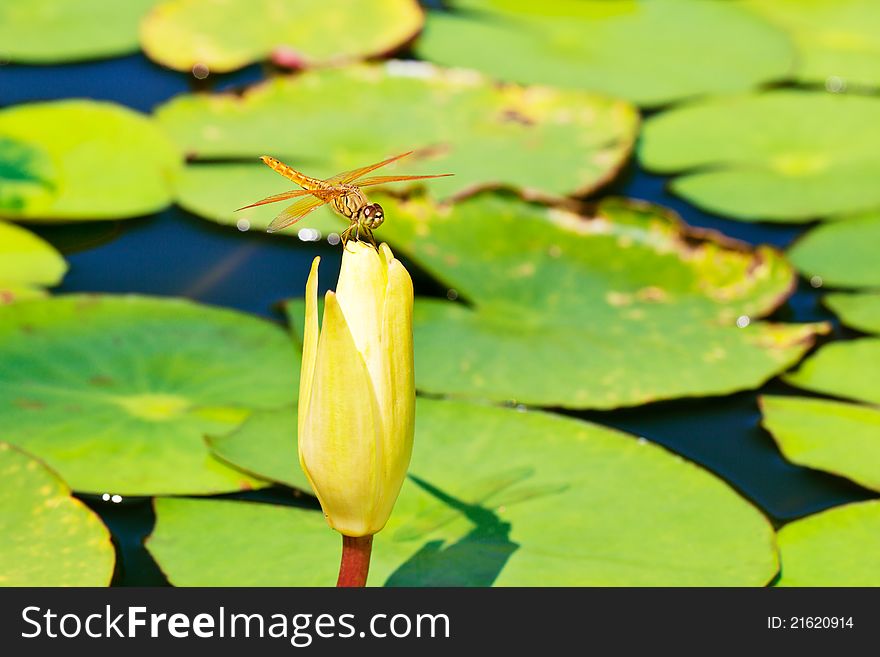 Dragonfly On Lotus Bud 2