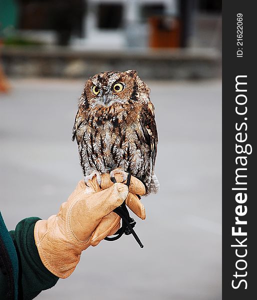 Little brown screech owl sitting on gloved hand