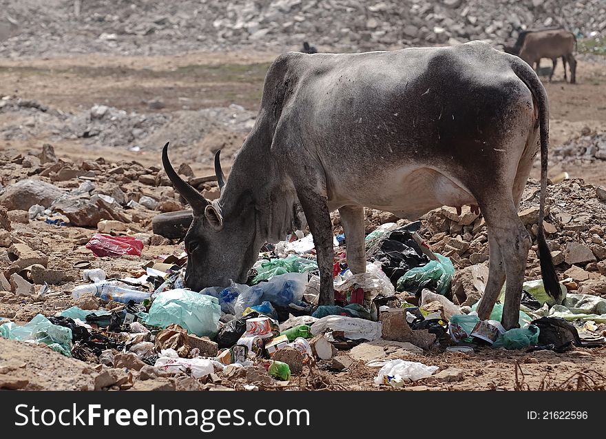 Zebu Feeding With Garbages